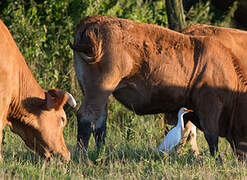 Western Cattle Egret