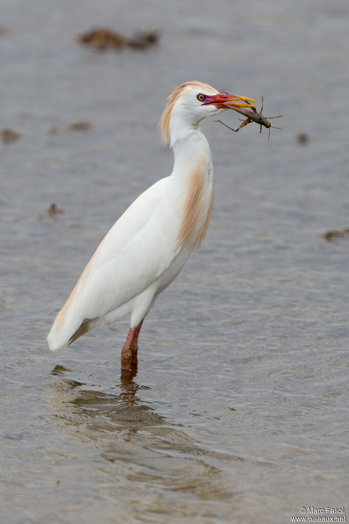 Western Cattle Egretadult breeding, identification, feeding habits, eats