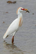 Western Cattle Egret