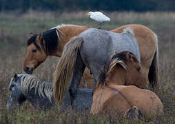 Western Cattle Egret