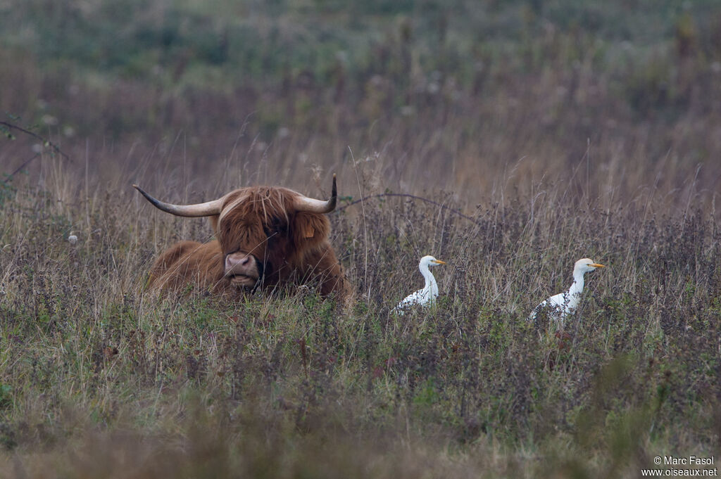 Western Cattle Egret, fishing/hunting