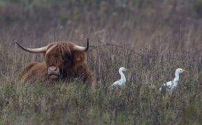 Western Cattle Egret