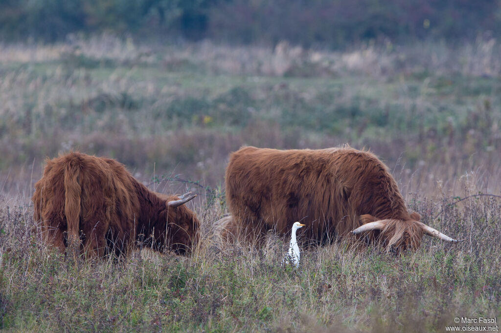 Western Cattle Egretadult, identification