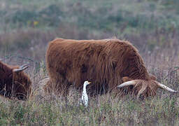 Western Cattle Egret