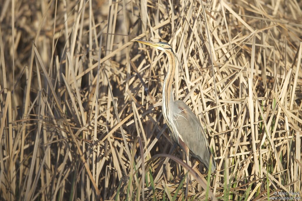 Héron pourpréadulte, identification