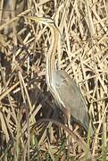 Purple Heron