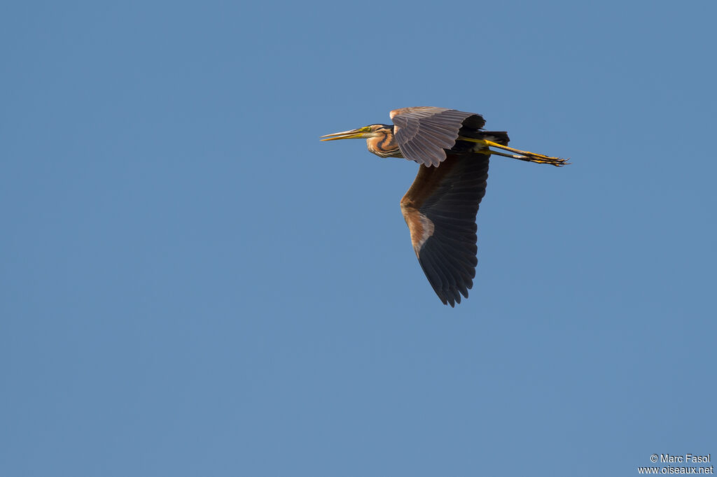 Purple Heronadult breeding, Flight