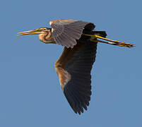 Purple Heron