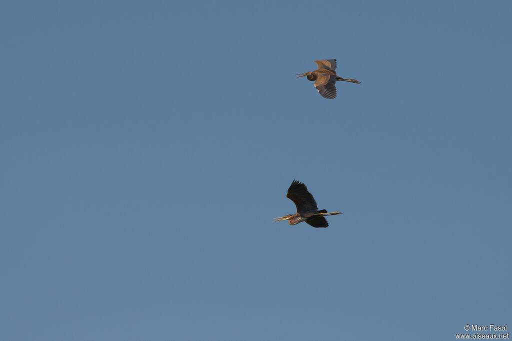 Purple Heron, Flight