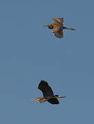 Purple Heron