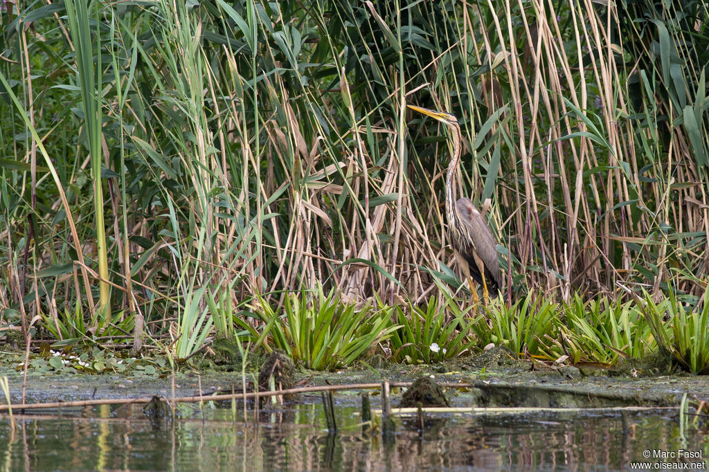 Purple Heronadult, identification, camouflage