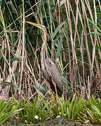 Purple Heron