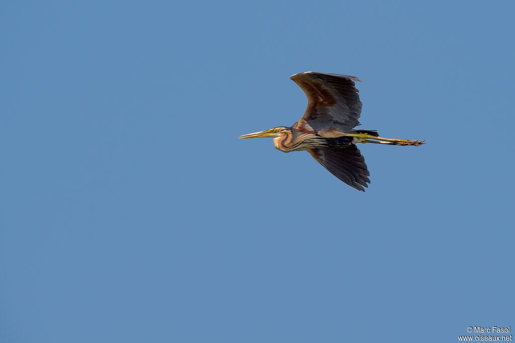 Purple Heronadult, Flight