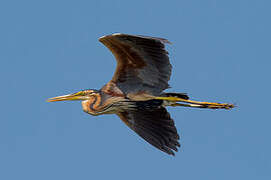 Purple Heron