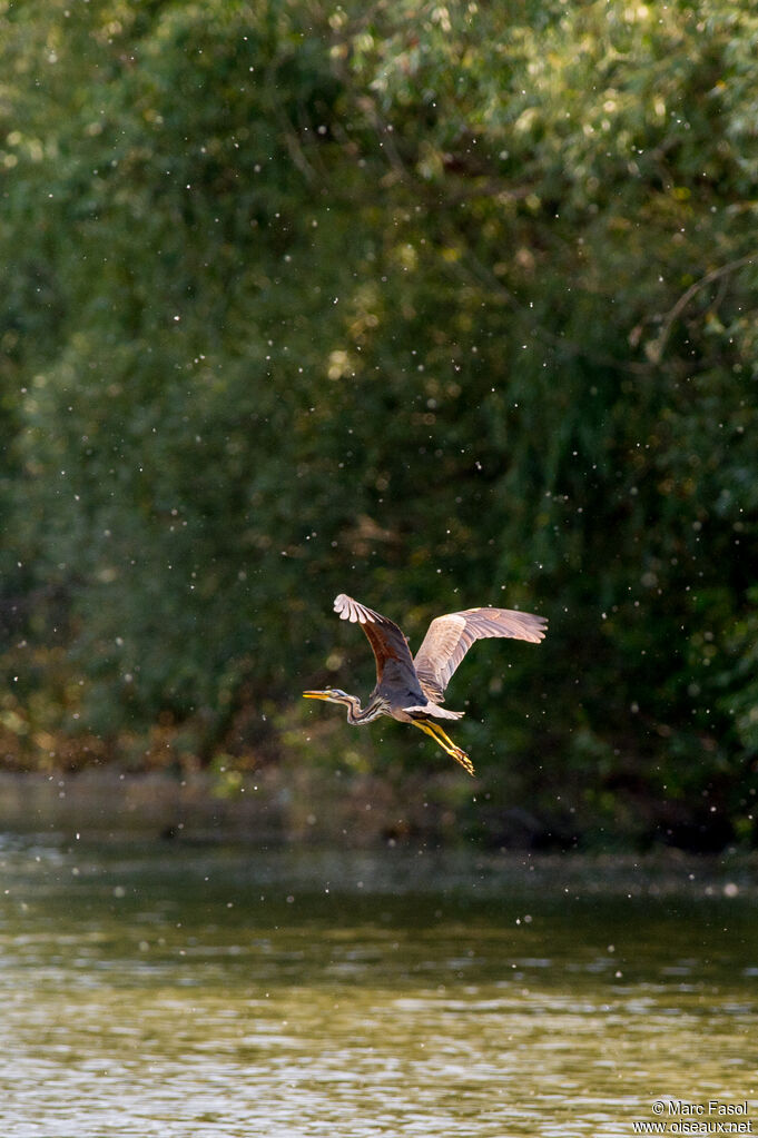 Purple Heronadult, Flight