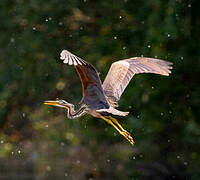 Purple Heron