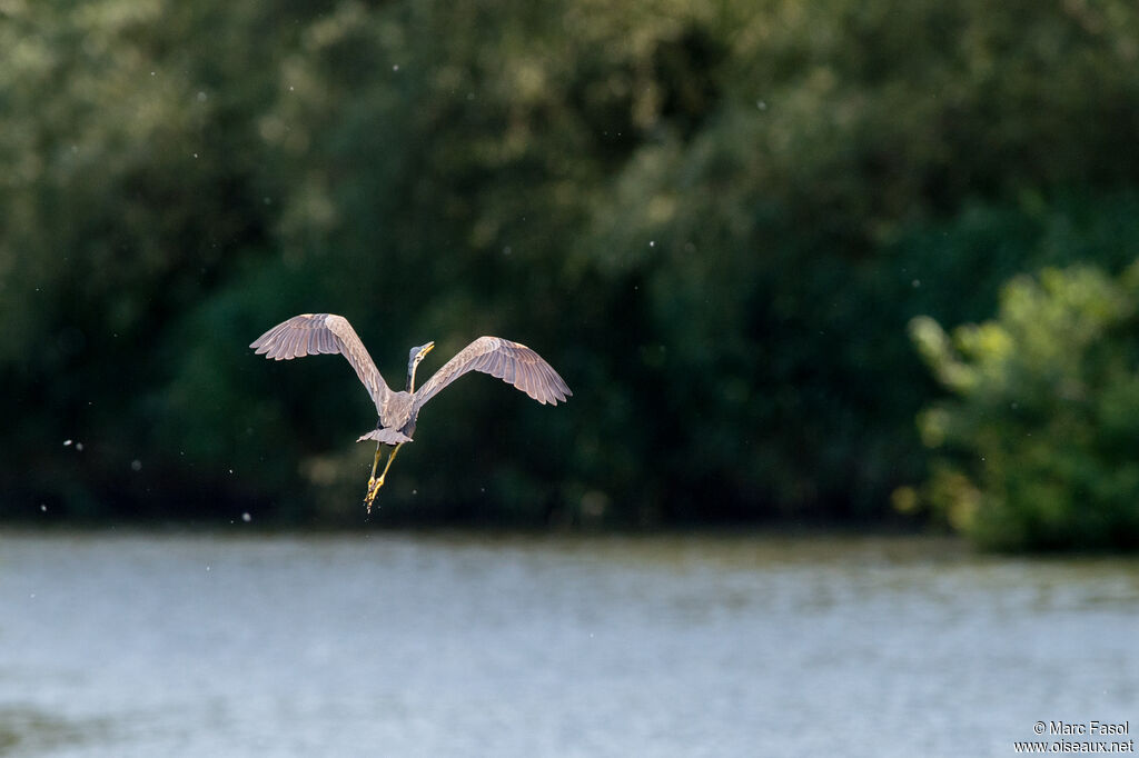 Purple Heronadult, Flight