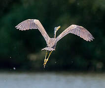 Purple Heron