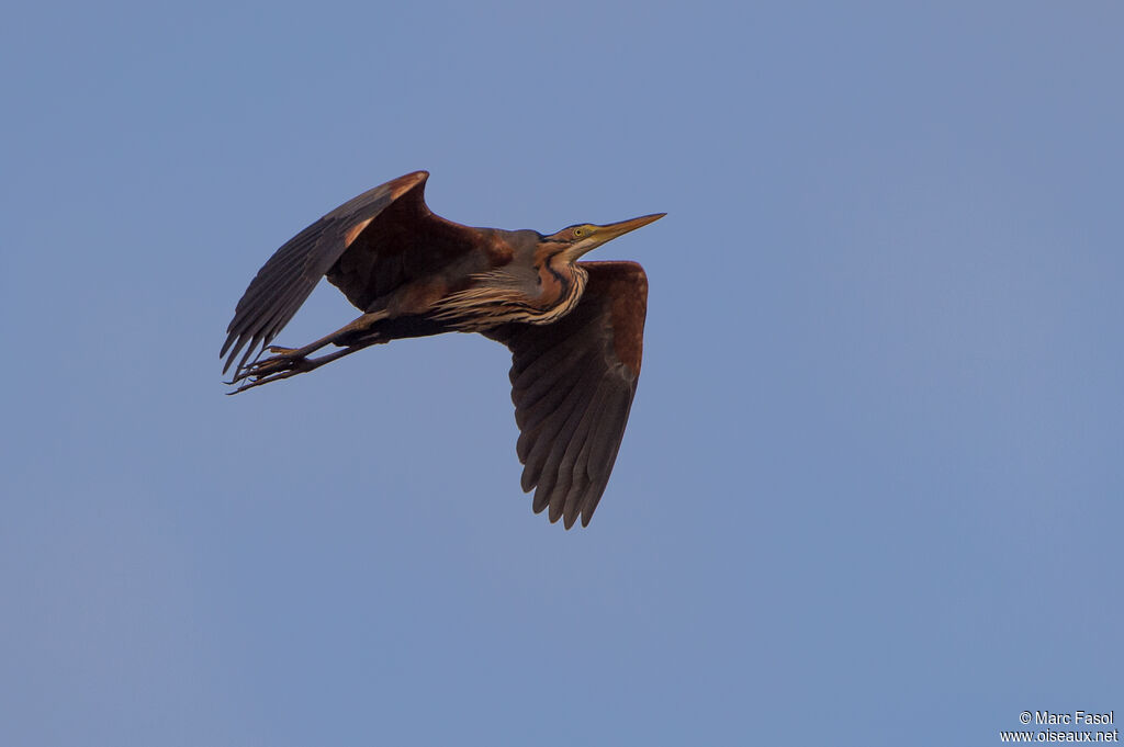 Purple Heronadult, Flight