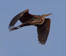 Purple Heron