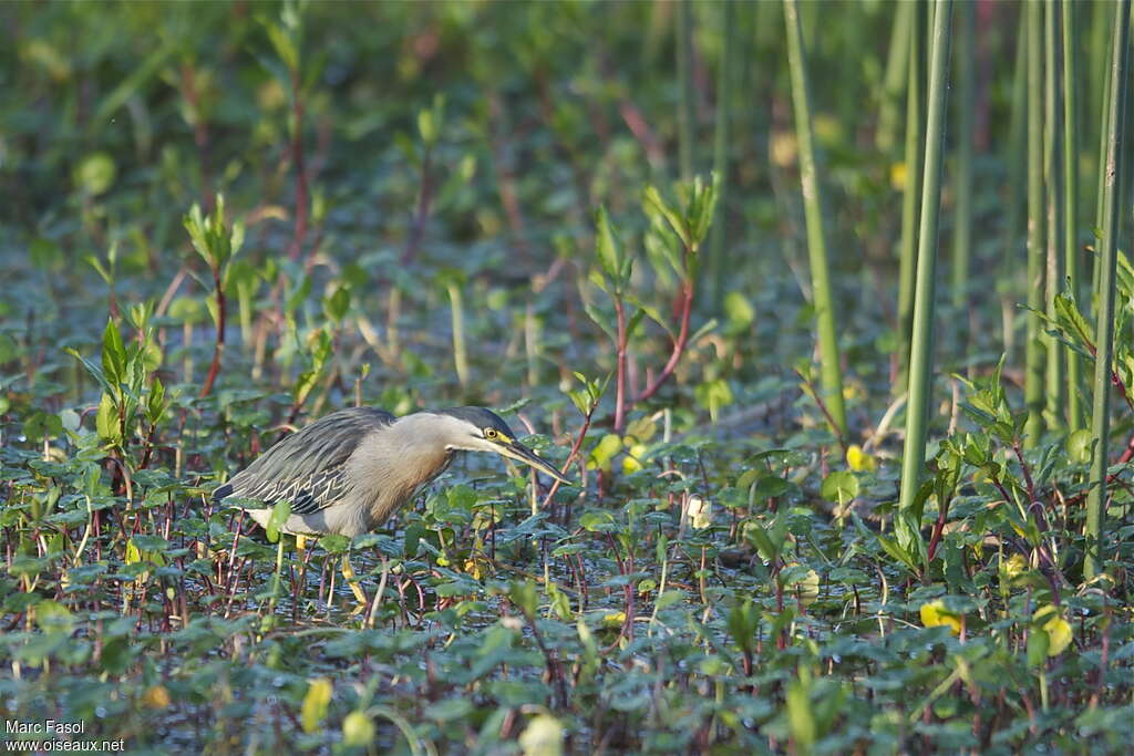 Héron striéadulte, habitat, pêche/chasse, Comportement