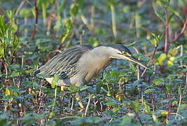 Striated Heron