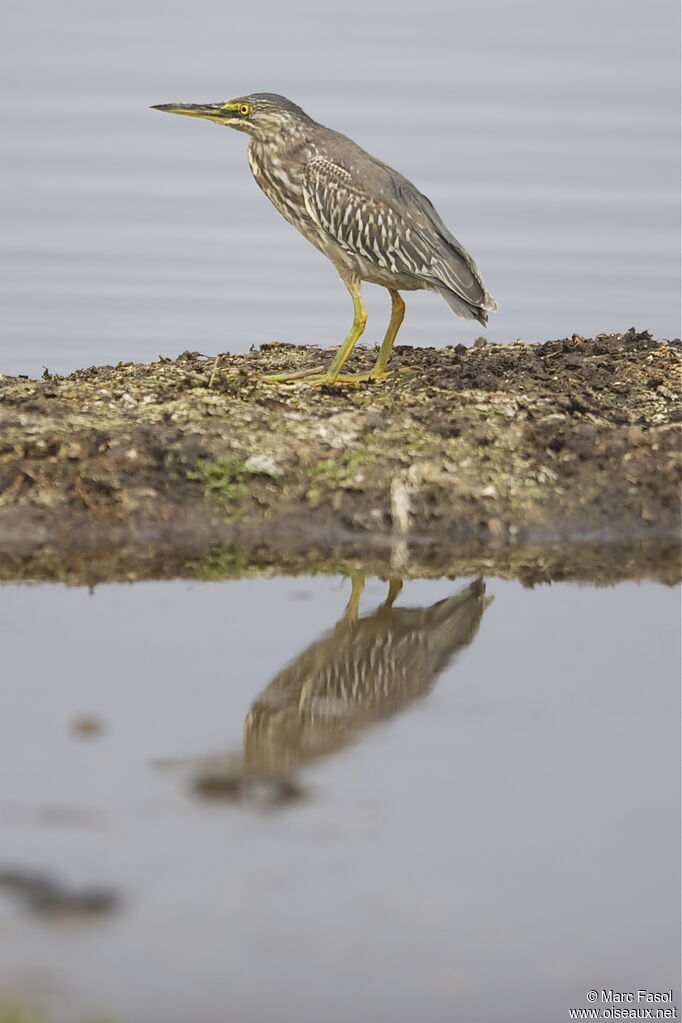 Héron striéimmature, identification