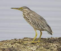 Striated Heron