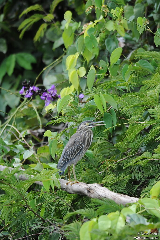 Striated Heronimmature, identification