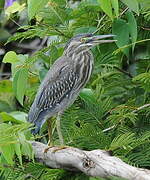 Striated Heron