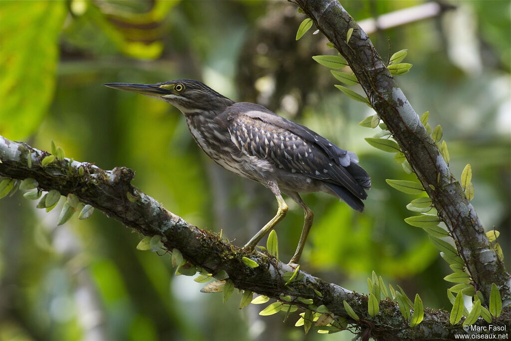 Striated Heronimmature, identification