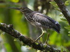 Striated Heron