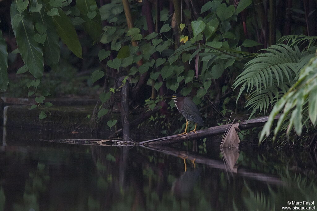 Green Heronadult breeding, identification, Behaviour