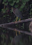 Green Heron