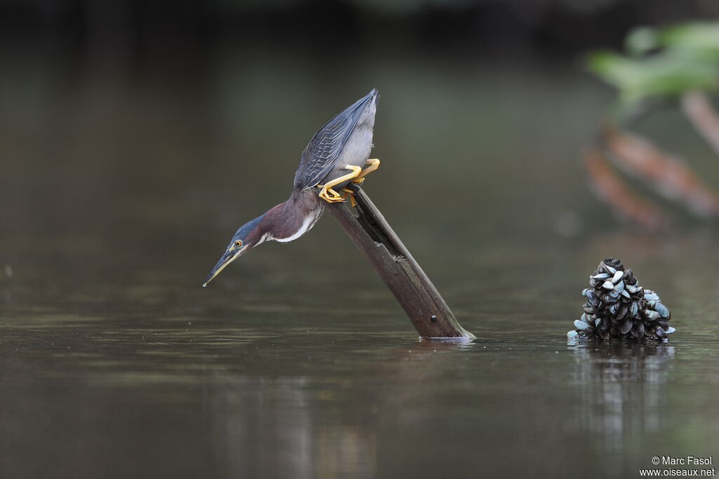 Green Heronadult, identification, feeding habits, Behaviour