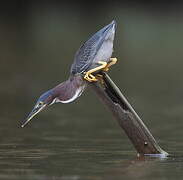 Green Heron