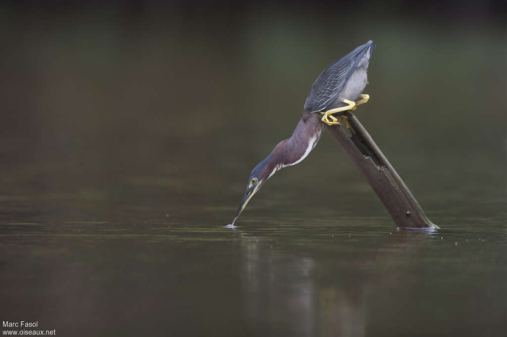 Héron vertadulte, pêche/chasse, Comportement