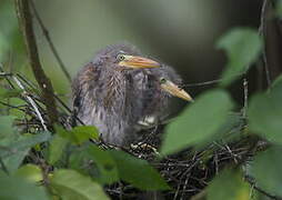 Green Heron