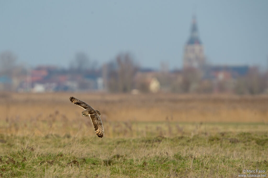 Hibou des maraisadulte, identification, Vol, pêche/chasse