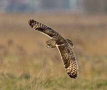 Short-eared Owl