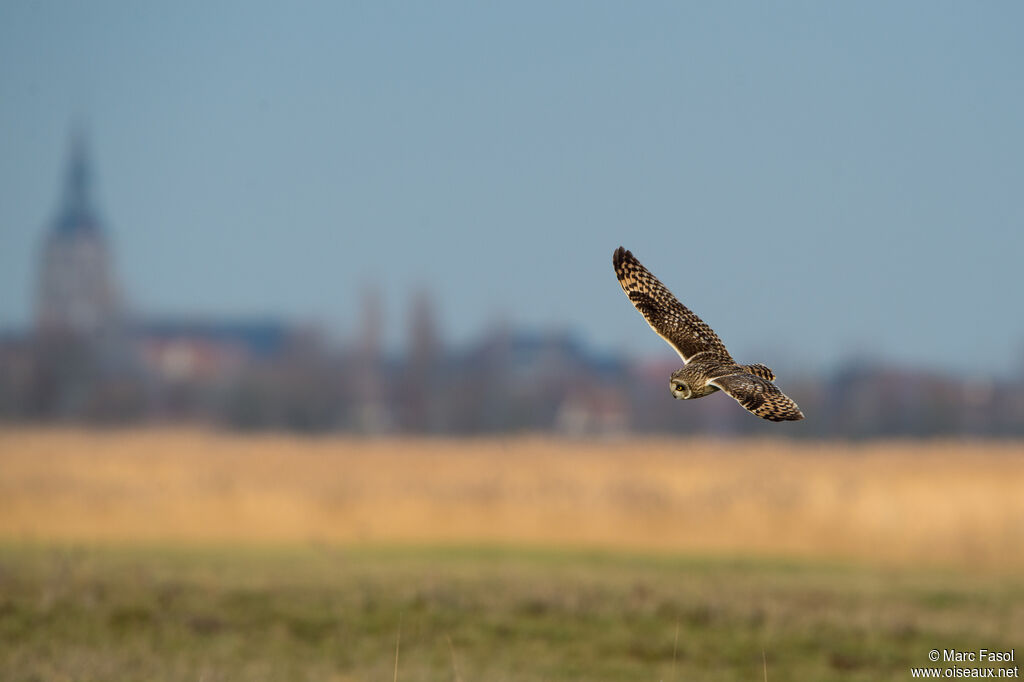 Short-eared Owladult, Flight