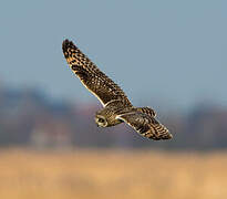 Short-eared Owl