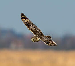 Hibou des marais