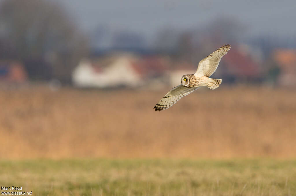 Hibou des maraisadulte, Vol, pêche/chasse