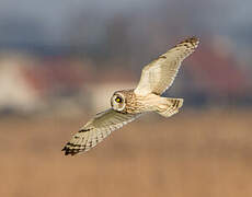 Short-eared Owl