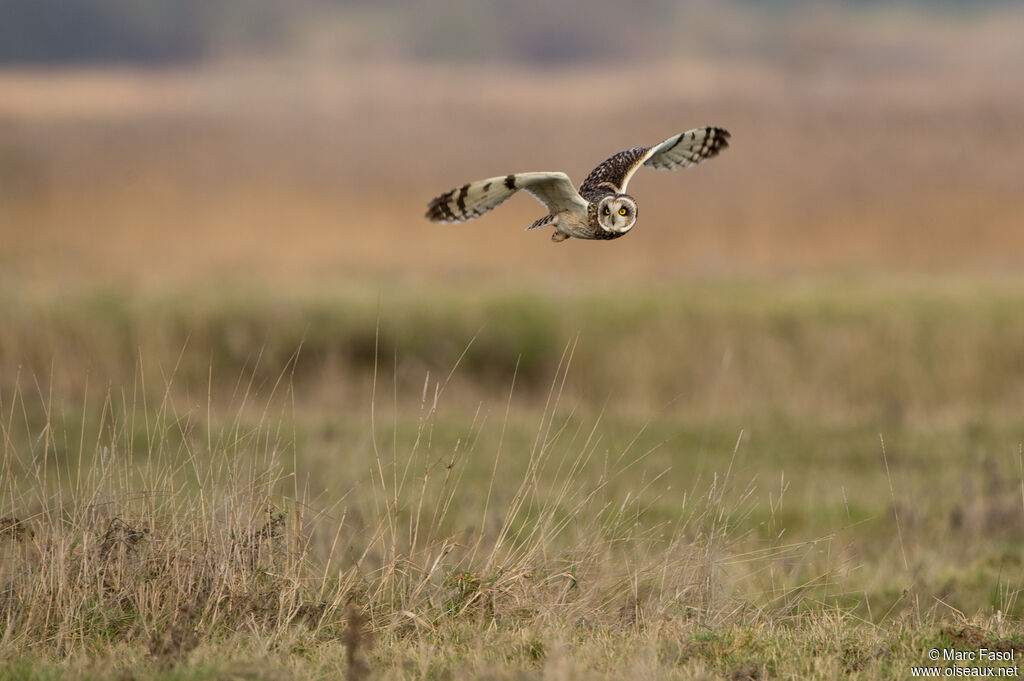 Hibou des maraisadulte, identification, Vol, pêche/chasse