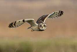 Short-eared Owl