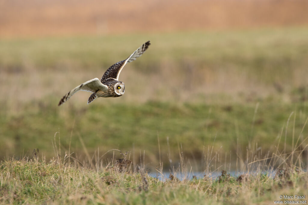 Hibou des maraisadulte, identification, Vol, pêche/chasse