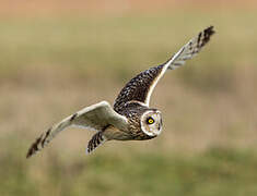 Hibou des marais