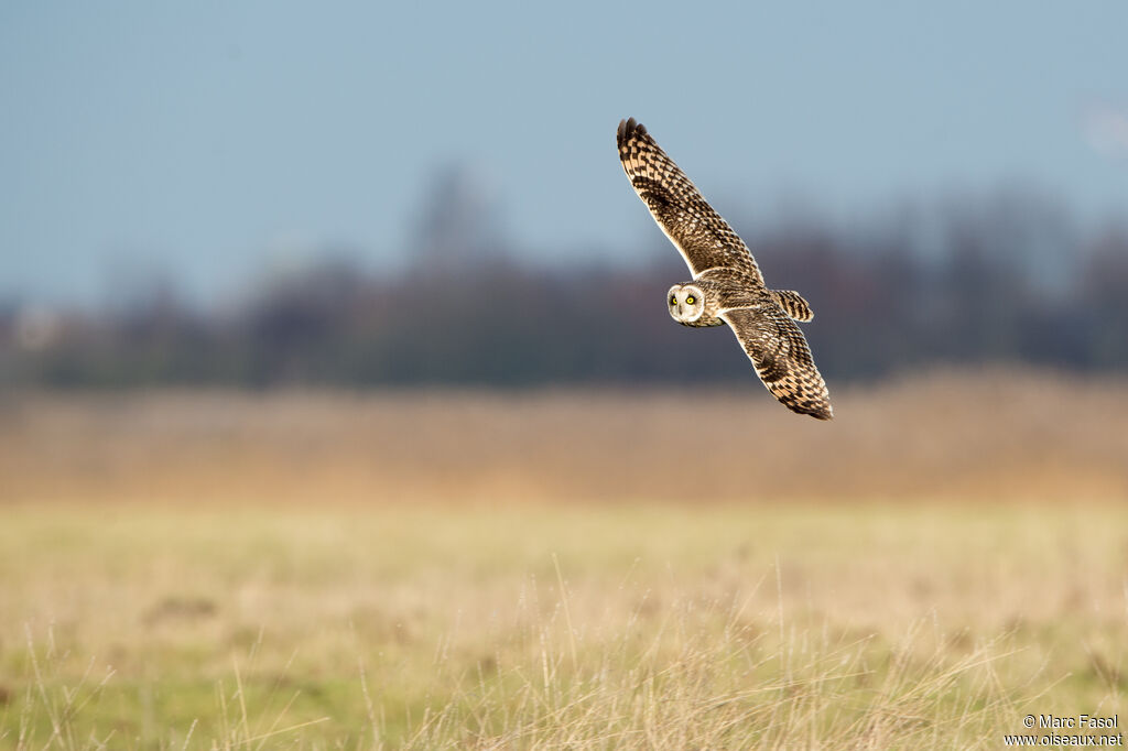 Short-eared Owladult, identification, Flight, fishing/hunting